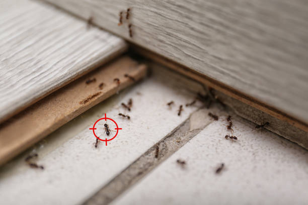 Best Emergency Pest Control  in Charlotte, TN